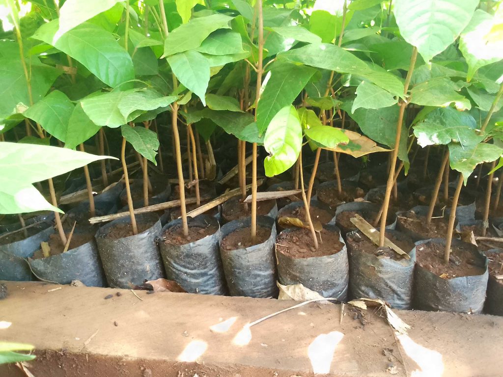 Appui à la mise en place des pépinières